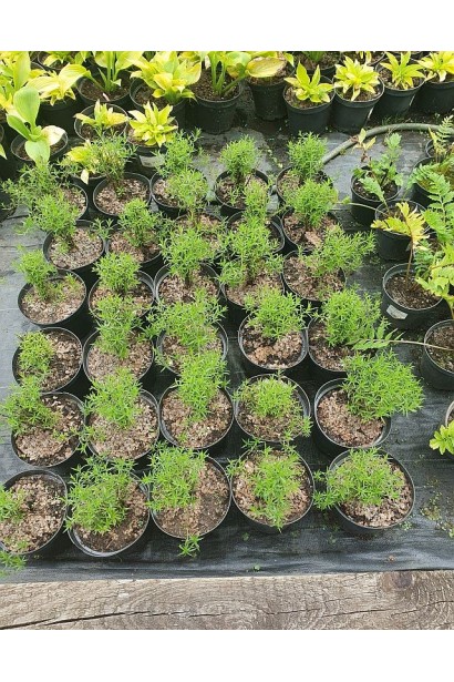 Деревій цілолистий саджанці в садовому центрі